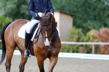 Spor at portre terbiye rekabet altında eyer sırasında. Bilinmeyen yarışmacı yere sürme kapalı terbiye horse etkinliğinde rides
