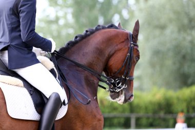 Spor at portre terbiye rekabet altında eyer sırasında. Bilinmeyen yarışmacı yere sürme kapalı terbiye horse etkinliğinde rides