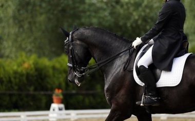 Spor at portre terbiye rekabet altında eyer sırasında. Bilinmeyen yarışmacı yere sürme kapalı terbiye horse etkinliğinde rides