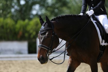 Spor at portre terbiye rekabet altında eyer sırasında. Bilinmeyen yarışmacı yere sürme kapalı terbiye horse etkinliğinde rides