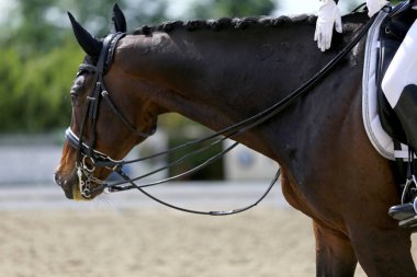 Spor at portre terbiye rekabet altında eyer sırasında. Bilinmeyen yarışmacı yere sürme kapalı terbiye horse etkinliğinde rides
