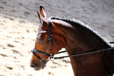 Bilinmeyen yarışmacı terbiye horse etkinliğinde yere sürme sürmek. Kafa bir terbiye at closeup rekabet olay sırasında vurdu