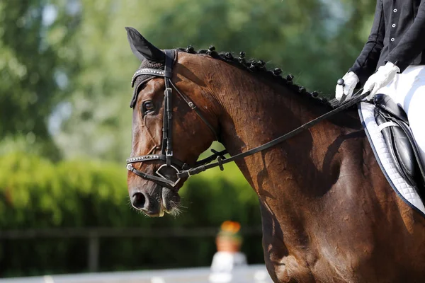 Retrato Close Dressage Cavalo Esporte Com Cavaleiro Desconhecido Retrato Cavalo — Fotografia de Stock