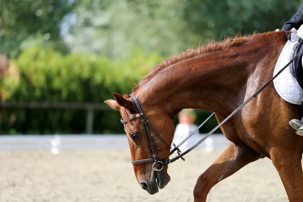 Retrato Cerca Del Caballo Deportivo Doma Con Jinete Desconocido Retrato — Foto de Stock