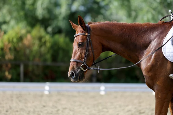 Ritratto Ravvicinato Cavallo Sportivo Dressage Con Cavaliere Sconosciuto Ritratto Cavallo — Foto Stock