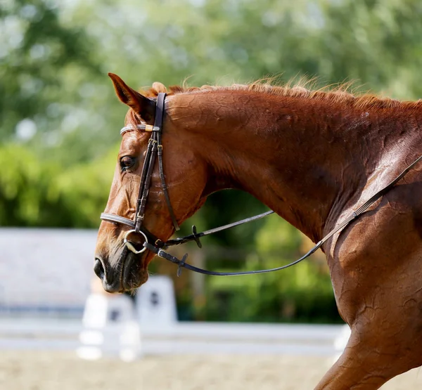 肖像画は 未知のライダー馬場馬術スポーツの馬のクローズ アップ サドル下の馬場馬術競技中にスポーツの馬の肖像画 — ストック写真