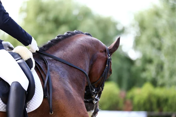 Spor at portre terbiye rekabet altında eyer sırasında. Bilinmeyen yarışmacı yere sürme kapalı terbiye horse etkinliğinde rides