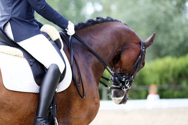 Sport horse portrait during dressage competition under saddle.Unknown contestant rides at dressage horse event indoor in riding ground