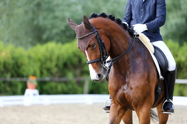 Spor at portre terbiye rekabet altında eyer sırasında. Bilinmeyen yarışmacı yere sürme kapalı terbiye horse etkinliğinde rides