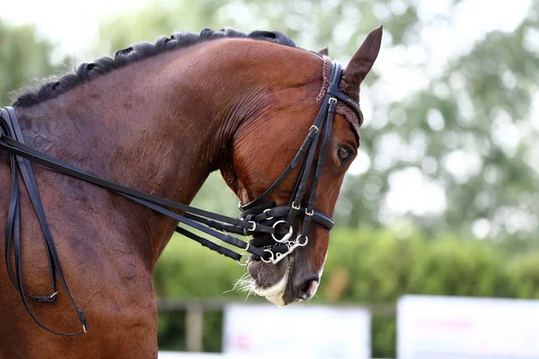 Portrait Kuda Olahraga Selama Kompetisi Dressage Bawah Saddle Unknown Kontestan — Stok Foto