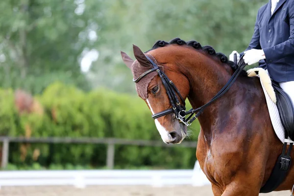 Retrato Cavalo Esporte Durante Competição Curativo Sob Sela Desconhecido Competidor — Fotografia de Stock