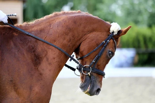 Sport Horse Portrait Dressage Competition Saddle Unknown Contestant Rides Dressage — Stock Photo, Image