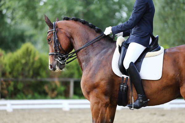 Sport horse portrait during dressage competition under saddle.Unknown contestant rides at dressage horse event indoor on riding ground