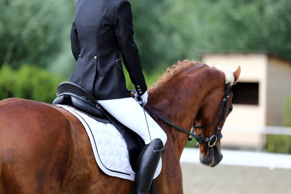 Портрет спортивной лошади во время соревнований по выездке под седлом. Неизвестный участник едет на выездном конном мероприятии в помещении на площадке
