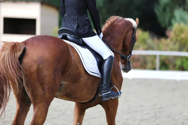 Retrato Cavalo Esporte Durante Competição Curativo Sob Sela Desconhecido Competidor — Fotografia de Stock