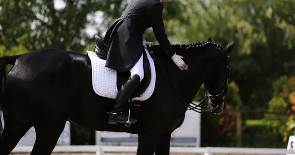 Sportpferd Porträt Bei Dressurwettbewerb Unter Sattel Unbekannter Reitet Bei Dressurpferdeprüfung — Stockfoto