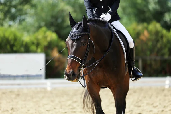 サドル下の馬場馬術競技中のスポーツの馬の肖像画 不明な競技者に馬場馬術馬イベント屋内で乗る — ストック写真