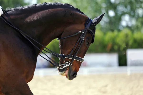 Retrato Caballo Deportivo Durante Competición Doma Bajo Silla Montar Paseos — Foto de Stock