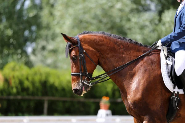 Sportpferd Porträt Bei Dressurwettbewerb Unter Sattel Unbekannter Reitet Bei Dressurpferdeprüfung — Stockfoto