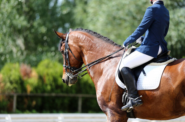 Sport horse portrait during dressage competition under saddle.Unknown contestant rides at dressage horse event indoor in riding ground