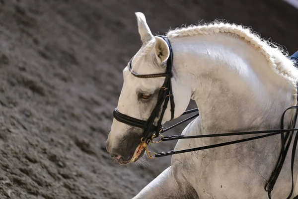 Desconhecido Competidor Monta Evento Cavalo Dressage Chão Equitação Fechamento Tiro — Fotografia de Stock