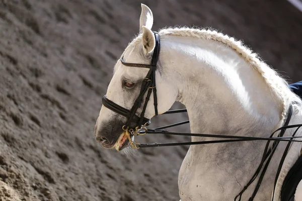 Paseos Concursantes Desconocidos Evento Doma Caballo Terreno Juego Primer Plano —  Fotos de Stock