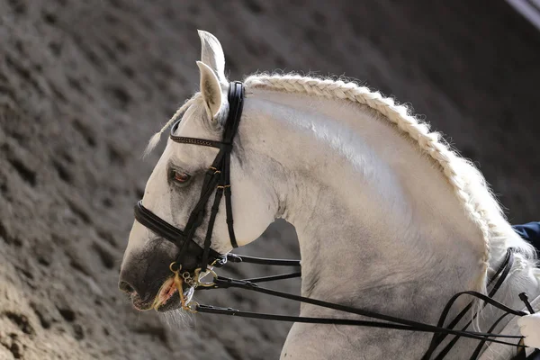 Bilinmeyen Yarışmacı Terbiye Horse Etkinliğinde Yere Sürme Sürmek Kafa Bir — Stok fotoğraf