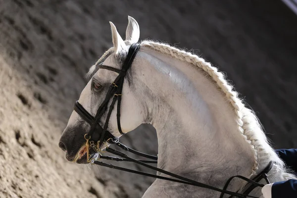 Unbekannter Reitet Bei Dressurpferdeprüfung Auf Reiterhof Kopfschuss Eines Dressurpferdes Während — Stockfoto