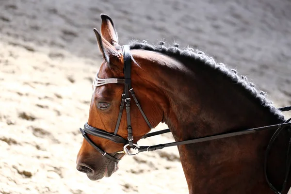 Bilinmeyen yarışmacı terbiye horse etkinliğinde yere sürme sürmek. Kafa bir terbiye at closeup rekabet olay sırasında vurdu