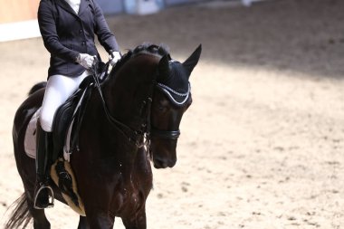 Bilinmeyen yarışmacı terbiye horse etkinliğinde yere sürme sürmek. Kafa bir terbiye at closeup rekabet olay sırasında vurdu