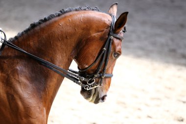 Bilinmeyen yarışmacı terbiye horse etkinliğinde yere sürme sürmek. Kafa bir terbiye at closeup rekabet olay sırasında vurdu