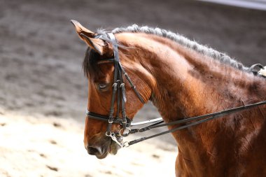Bilinmeyen yarışmacı terbiye horse etkinliğinde yere sürme sürmek. Kafa bir terbiye at closeup rekabet olay sırasında vurdu