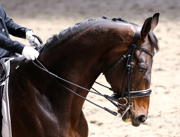 Desconhecido Competidor Monta Evento Cavalo Dressage Chão Equitação Fechamento Tiro — Fotografia de Stock