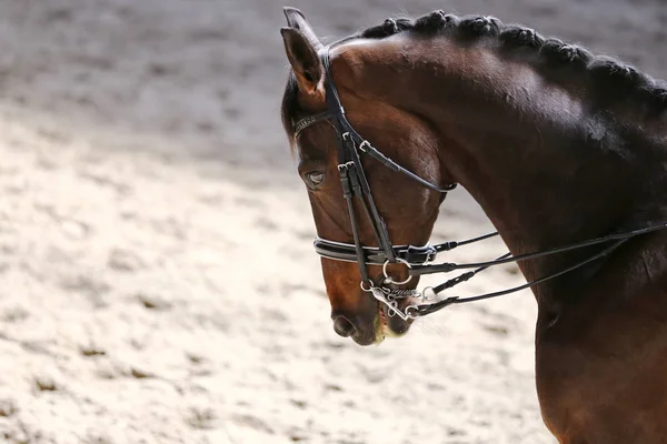 不明な出場者は馬場で馬場馬術馬イベントで乗っています 頭はコンペティション イベント中に馬場馬術馬のクローズ アップを撮影 — ストック写真