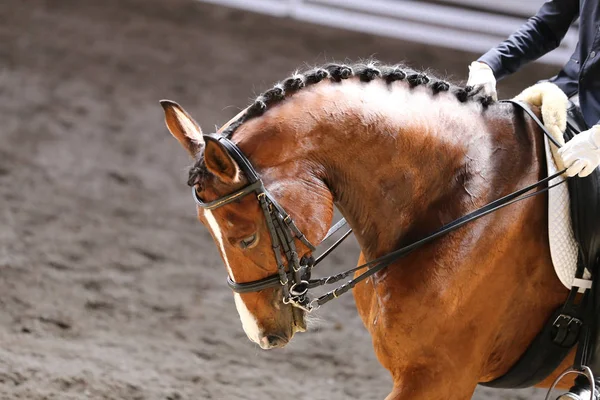 Bilinmeyen yarışmacı terbiye horse etkinliğinde yere sürme sürmek. Kafa bir terbiye at closeup rekabet olay sırasında vurdu