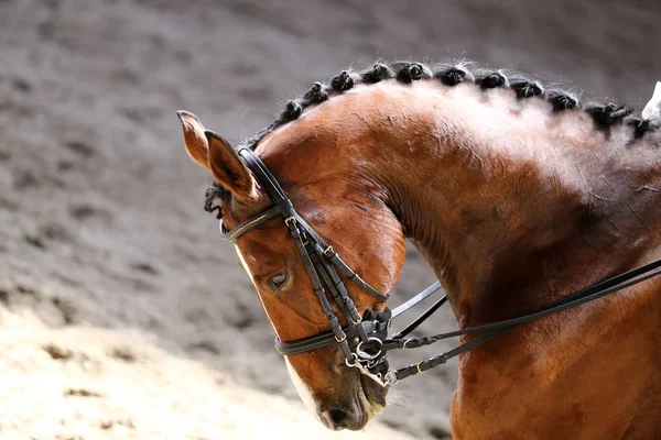 Bilinmeyen yarışmacı terbiye horse etkinliğinde yere sürme sürmek. Kafa bir terbiye at closeup rekabet olay sırasında vurdu