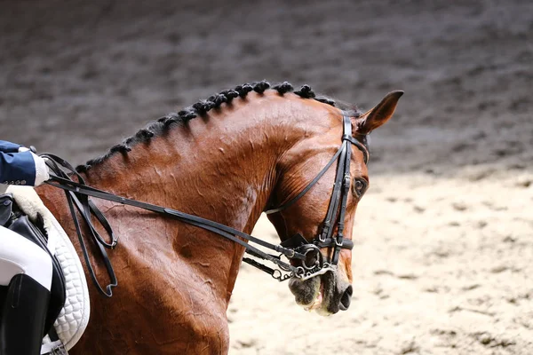 Bilinmeyen yarışmacı terbiye horse etkinliğinde yere sürme sürmek. Kafa bir terbiye at closeup rekabet olay sırasında vurdu