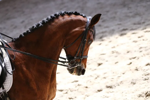 Ismeretlen Versenyző Túrák Díjlovaglás Horse Eseményen Lovaglás Földre Fej Lövés — Stock Fotó