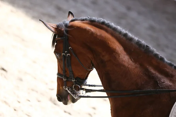 Bilinmeyen Yarışmacı Terbiye Horse Etkinliğinde Yere Sürme Sürmek Kafa Bir — Stok fotoğraf