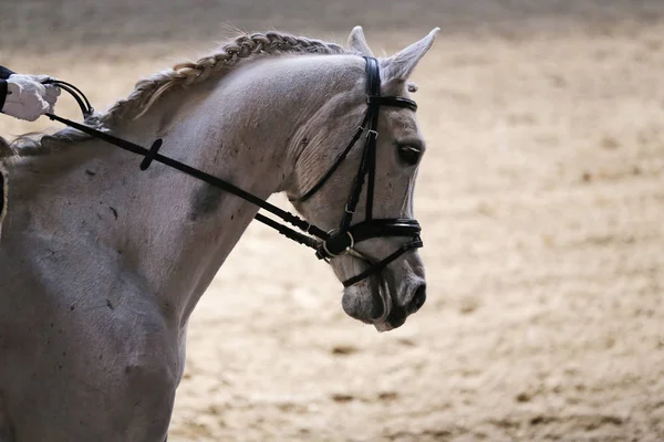 Desconhecido Competidor Monta Evento Cavalo Dressage Chão Equitação Fechamento Tiro — Fotografia de Stock