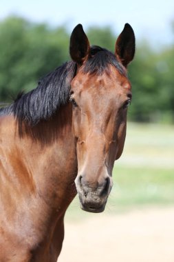 Yaz mevsiminde yeşil çayırlarda poz veren safkan bir genç. Yaz otlağındaki safkan genç bir atın portresi. Doğal arka planda, kırsal alanda genç bir evcil atın yakın çekimi.