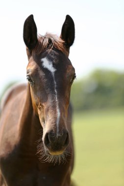 Yaz mevsiminde yeşil çayırlarda poz veren safkan bir genç. Yaz otlağındaki safkan genç bir atın portresi. Doğal arka planda, kırsal alanda genç bir evcil atın yakın çekimi.