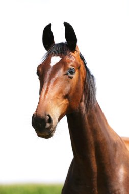 Yaz mevsiminde yeşil çayırlarda poz veren safkan bir genç. Yaz otlağındaki safkan genç bir atın portresi. Doğal arka planda, kırsal alanda genç bir evcil atın yakın çekimi.