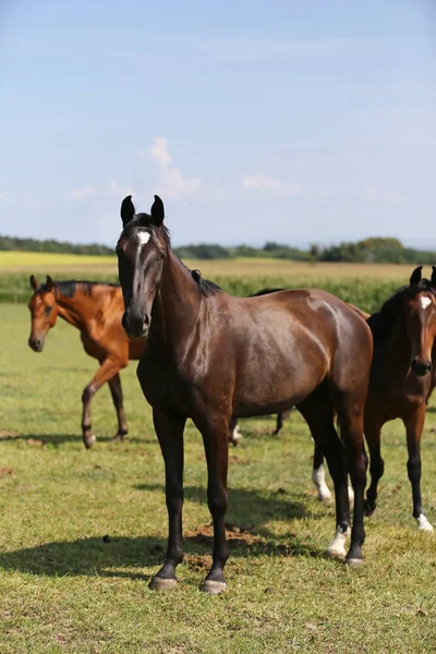 Thoroughbred Youngster Posing Green Meadow Summertime Portrait Purebred Young Horse — Stock Photo, Image