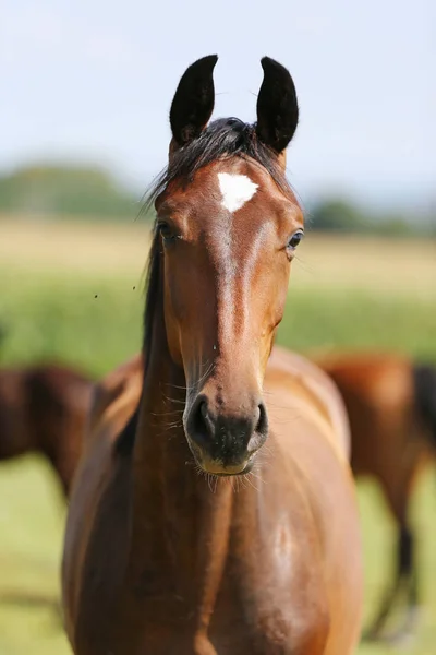 Thoroughbred youngster posing on the green meadow summertime. Portrait of a purebred young horse on summer pasture. Closeup of a young domestic horse on natural background outdoors rural scene