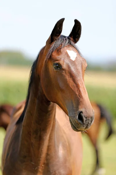 Joven Raza Completa Posando Prado Verde Durante Verano Retrato Caballo —  Fotos de Stock