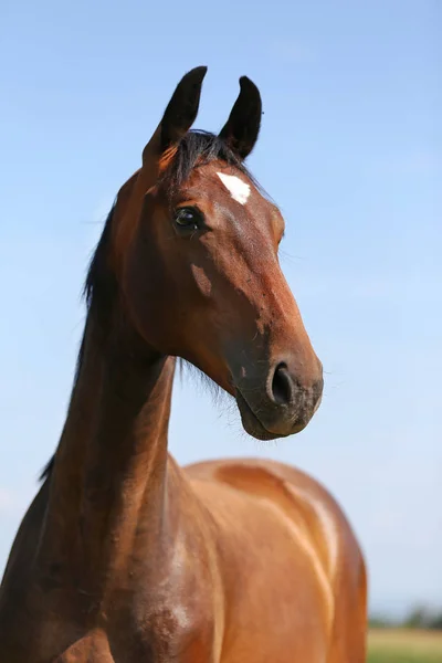 Joven Raza Completa Posando Prado Verde Durante Verano Retrato Caballo —  Fotos de Stock