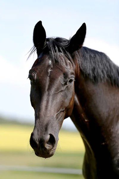 Thoroughbred Unge Poserar Den Gröna Ängen Sommartid Porträtt Renrasig Ung — Stockfoto