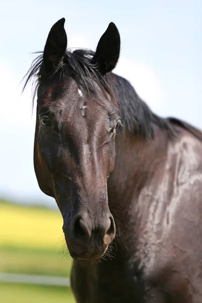 Thoroughbred Unge Poserar Den Gröna Ängen Sommartid Porträtt Renrasig Ung — Stockfoto