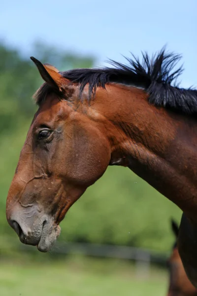 Giovane Purosangue Posa Sul Prato Verde Estate Ritratto Cavallo Giovane — Foto Stock